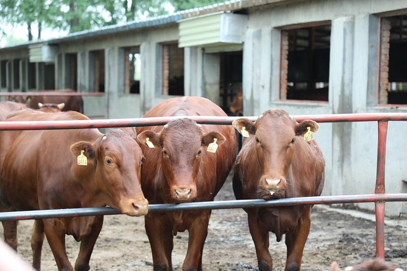 静宁养殖大户饲养的平凉红牛