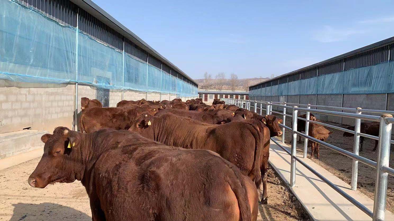 平凉红牛 基础母牛