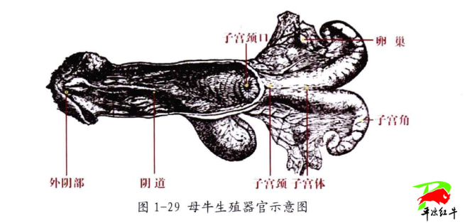 母牛的生殖器官包括卵巢,输卵管,子宫,阴道和外阴部(图1 29)